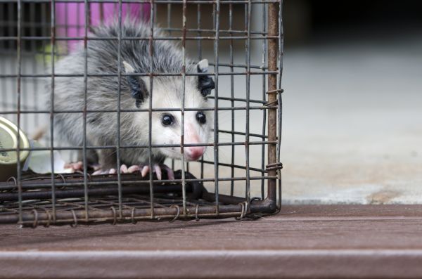 Durango Wildlife Removal