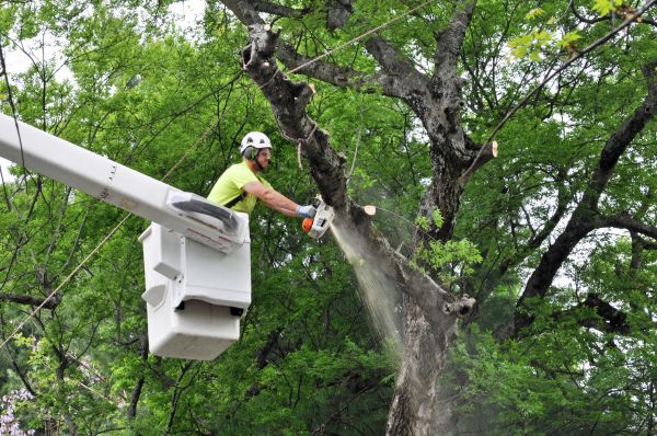 Durango Tree Trimming